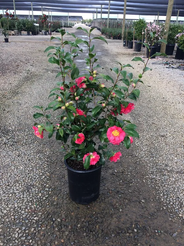 Japanese_Red_Cameliia_Flowering_Plant_For_Shrub/Bush/Home_Gardening_(Pack_Of_1)
