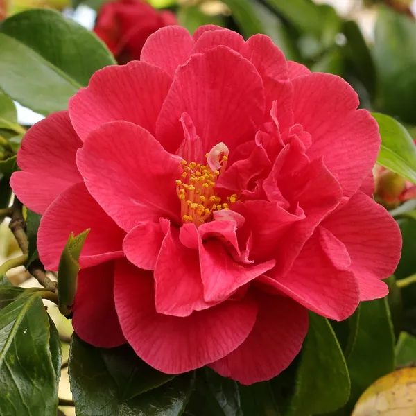 Japanese_Red_Cameliia_Flowering_Plant_For_Shrub/Bush/Home_Gardening_(Pack_Of_1)
