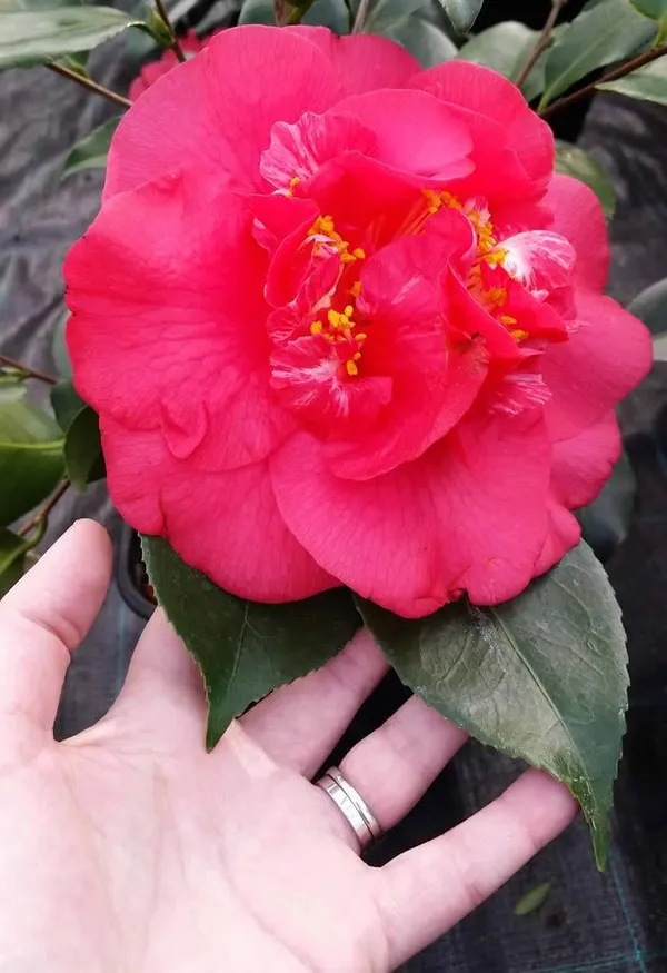 Japanese_Red_Cameliia_Flowering_Plant_For_Shrub/Bush/Home_Gardening_(Pack_Of_1)