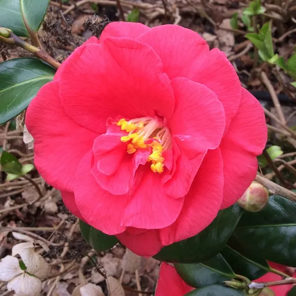 Japanese_Red_Cameliia_Flowering_Plant_For_Shrub/Bush/Home_Gardening_(Pack_Of_1)