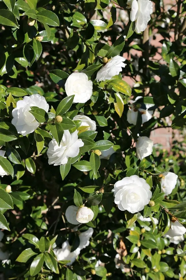Japanese_White_Camellia_Flowering_Plant_For_Shrub/Bush/Home_Decoration_&_Gardening_Beautiful_Camellia_Flower_Plant_Hight_1.5-2_Ft_Suitable_Location_Outdoor_(Hybrid,_Pack_Of_1)