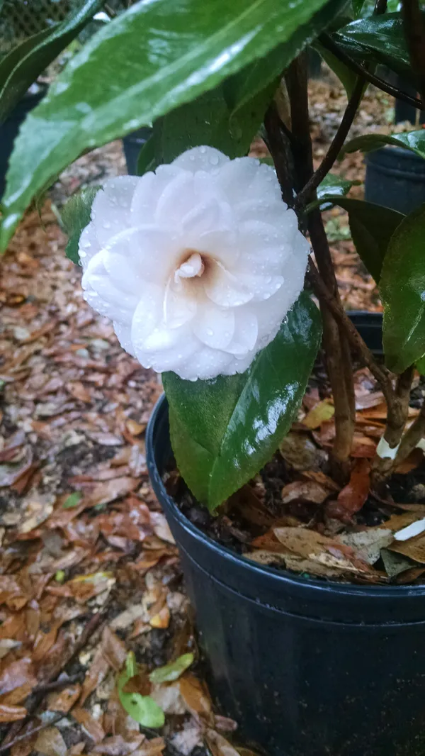 Japanese_White_Camellia_Flowering_Plant_For_Shrub/Bush/Home_Decoration_&_Gardening_Beautiful_Camellia_Flower_Plant_Hight_1.5-2_Ft_Suitable_Location_Outdoor_(Hybrid,_Pack_Of_1)