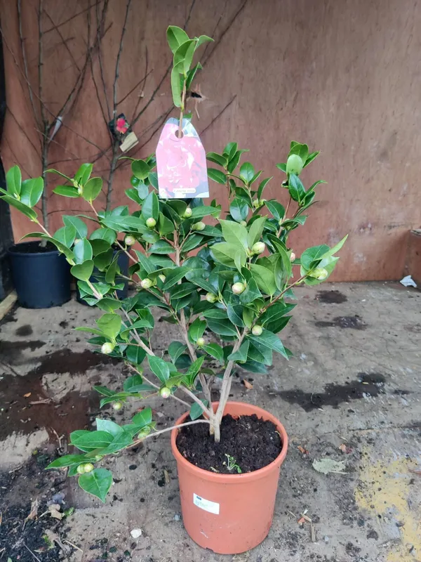 Japonica_Variety_Premium_Red_Camellia_Flowering_Plant_&_Tree_(1.5-2.5_Ft_Size)_For_Shrub/Home_Garden_(Hybrid,_Pack_Of_1)