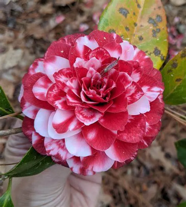 Japonica_Variety_Premium_Red_Camellia_Flowering_Plant_&_Tree_(1.5-2.5_Ft_Size)_For_Shrub/Home_Garden_(Hybrid,_Pack_Of_1)