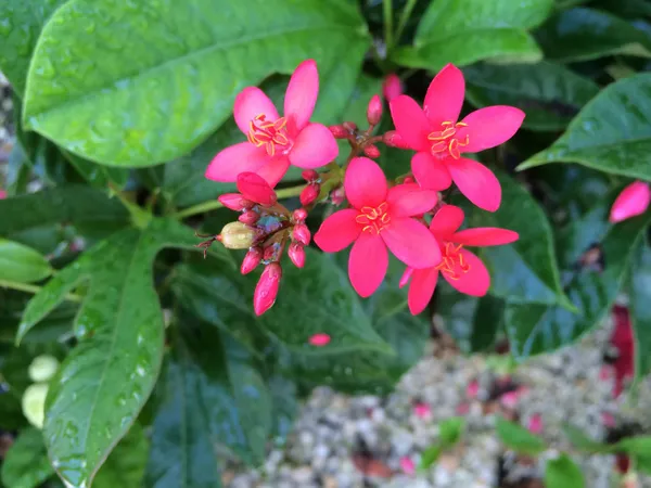 Jatropha_Red_Flowering_Plant_(1.5-2.5_Ft_Size)_For_Home_Gardening_Red_Jatropha_Flower_Plant_(Pack_Of_1)