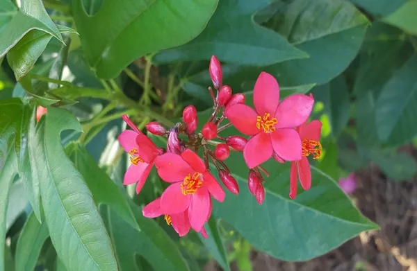 Jatropha_Red_Flowering_Plant_(1.5-2.5_Ft_Size)_For_Home_Gardening_Red_Jatropha_Flower_Plant_(Pack_Of_1)
