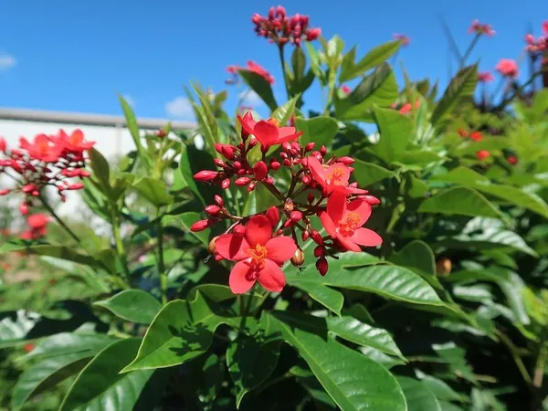Jatropha_Red_Flowering_Plant_(1.5-2.5_Ft_Size)_For_Home_Gardening_Red_Jatropha_Flower_Plant_(Pack_Of_1)