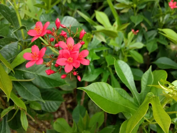 Jatropha_Red_Flowering_Plant_(1.5-2.5_Ft_Size)_For_Home_Gardening_Red_Jatropha_Flower_Plant_(Pack_Of_1)