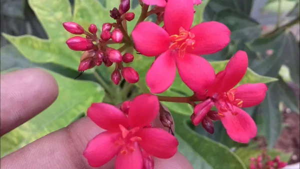 Jatropha_Red_Flowering_Plant_(1.5-2.5_Ft_Size)_For_Home_Gardening_Red_Jatropha_Flower_Plant_(Pack_Of_1)