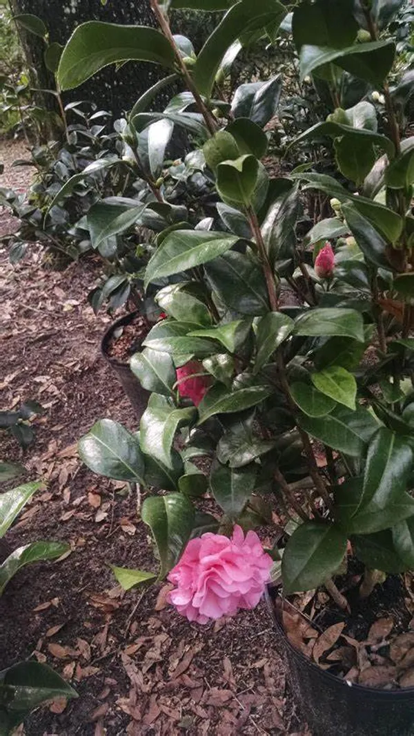 Camellia_(Japonica_Volunteer)_Flowering_Plant_&_Tree_(1.5-2_Ft_Size)_For_Shrub/Bush/Home_Decoration_/Gardening_(Pack_Of_1)