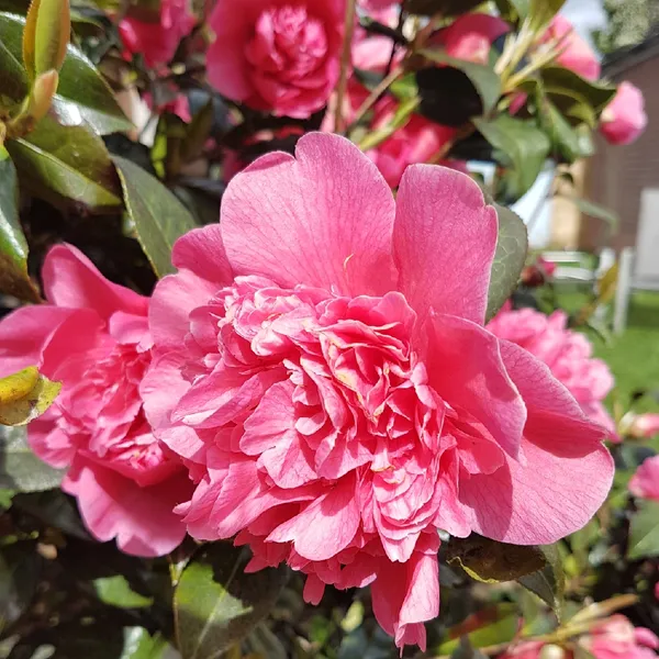 Camellia_(Japonica_Volunteer)_Flowering_Plant_&_Tree_(1.5-2_Ft_Size)_For_Shrub/Bush/Home_Decoration_/Gardening_(Pack_Of_1)