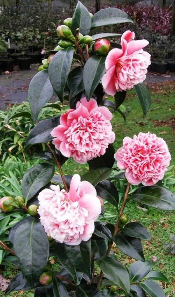 Camellia_(Japonica_Volunteer)_Flowering_Plant_&_Tree_(1.5-2_Ft_Size)_For_Shrub/Bush/Home_Decoration_/Gardening_(Pack_Of_1)