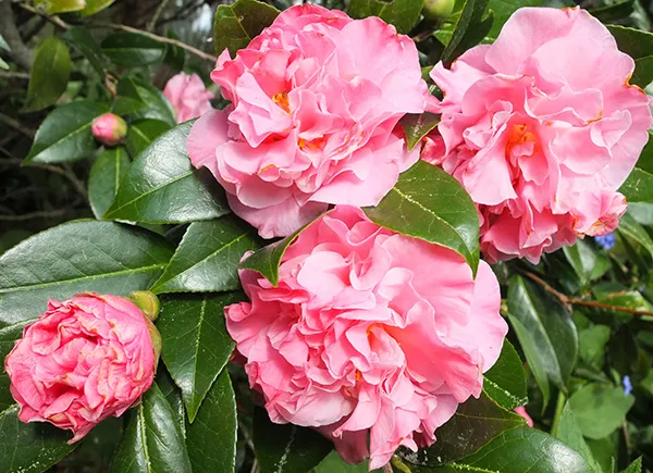 Camellia_(Japonica_Volunteer)_Flowering_Plant_&_Tree_(1.5-2_Ft_Size)_For_Shrub/Bush/Home_Decoration_/Gardening_(Pack_Of_1)