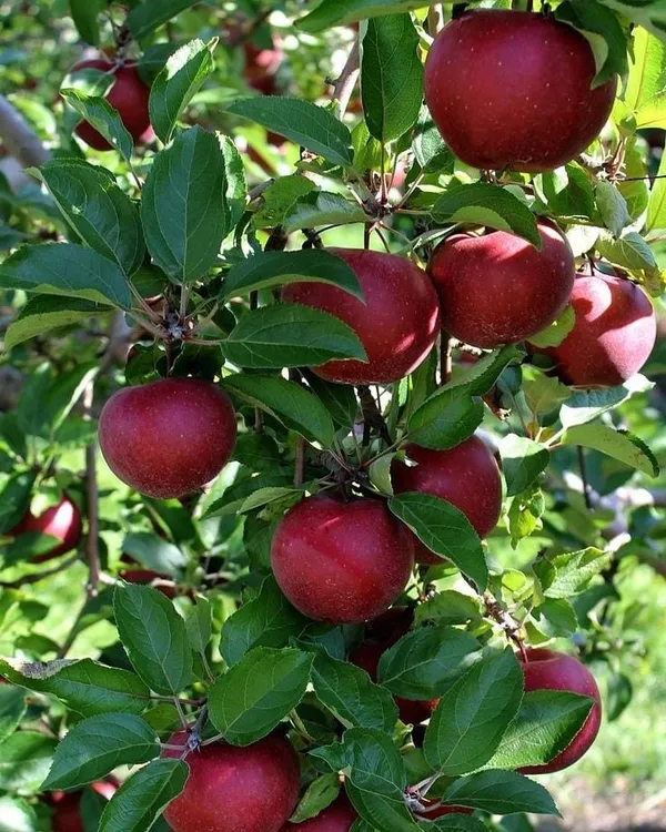 Kashmiri_Red_Apple_Fruit_Plant_For_Home_Gardening_,_Plant_Age:_1.5_Years,_Suitable_Location;_Outdoor,_Best_Seller_Apple_Plant_Limited_Stock_(Air_Layering,_Pack_Of_1)