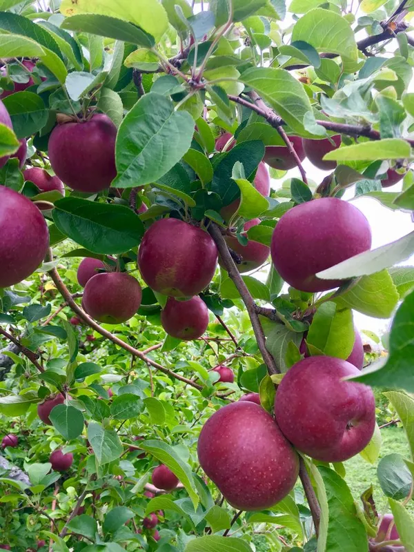 Kashmiri_Red_Apple_Fruit_Plant_For_Home_Gardening_,_Plant_Age:_1.5_Years,_Suitable_Location;_Outdoor,_Best_Seller_Apple_Plant_Limited_Stock_(Air_Layering,_Pack_Of_1)