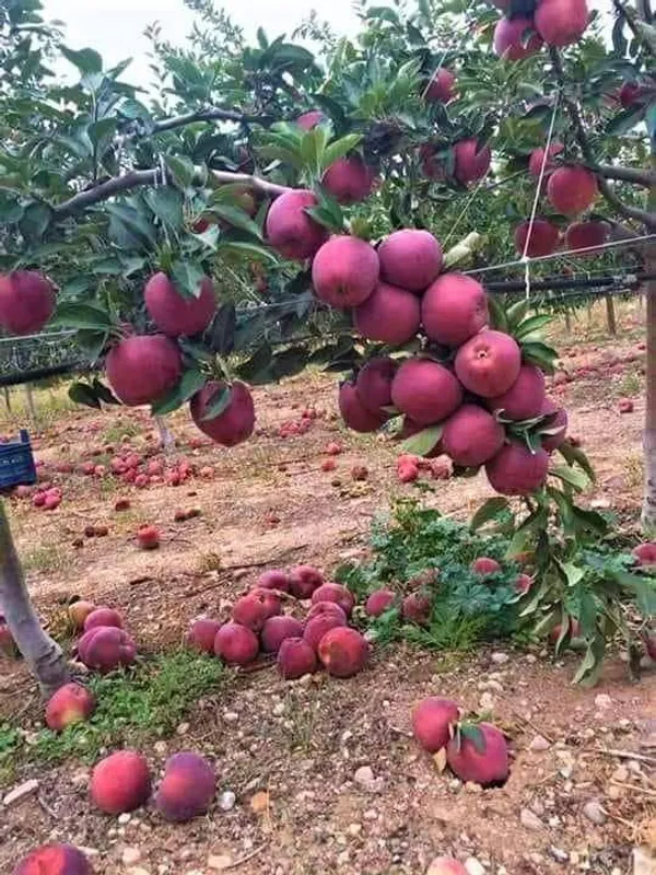 Kashmiri_Red_Apple_Fruit_Plant_For_Home_Gardening_,_Plant_Age:_1.5_Years,_Suitable_Location;_Outdoor,_Best_Seller_Apple_Plant_Limited_Stock_(Air_Layering,_Pack_Of_1)