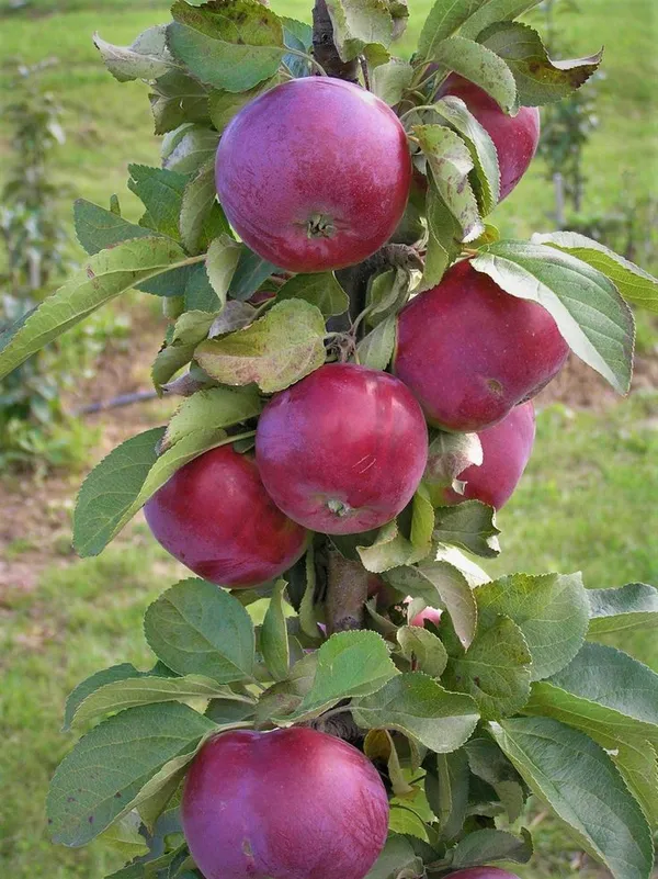 Kashmiri_Red_Apple_Fruit_Plant_For_Home_Gardening_,_Plant_Age:_1.5_Years,_Suitable_Location;_Outdoor,_Best_Seller_Apple_Plant_Limited_Stock_(Air_Layering,_Pack_Of_1)