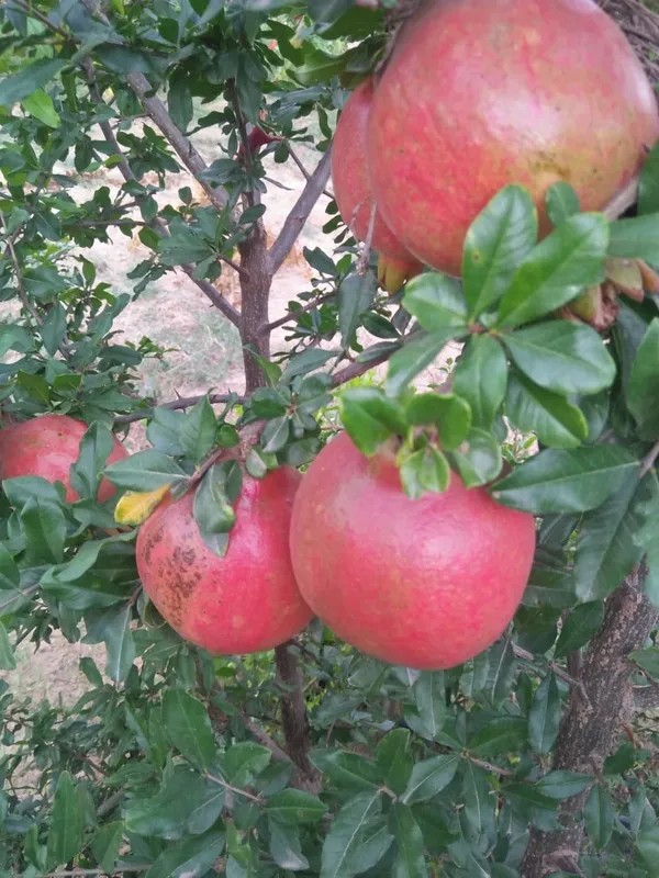 Kazake_Pomegranate_Fruit_Plant_&_Tree_(1.5-3.5_Ft_Size)_For_Gardening_(Hybrid,_Pack_Of_1)