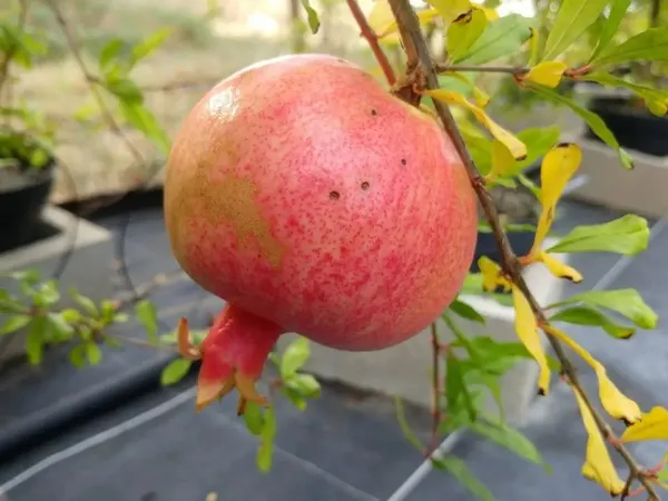 Kazake_Pomegranate_Fruit_Plant_&_Tree_(1.5-3.5_Ft_Size)_For_Gardening_(Hybrid,_Pack_Of_1)