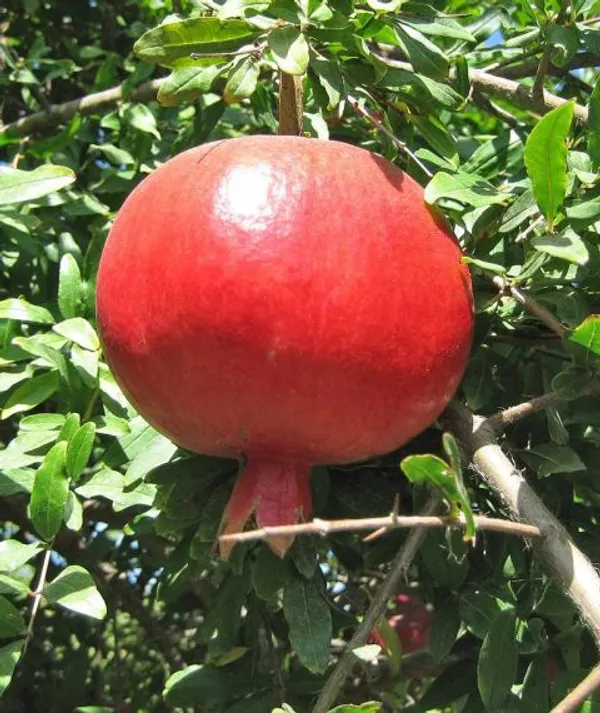 Kazake_Pomegranate_Fruit_Plant_&_Tree_(1.5-3.5_Ft_Size)_For_Gardening_(Hybrid,_Pack_Of_1)