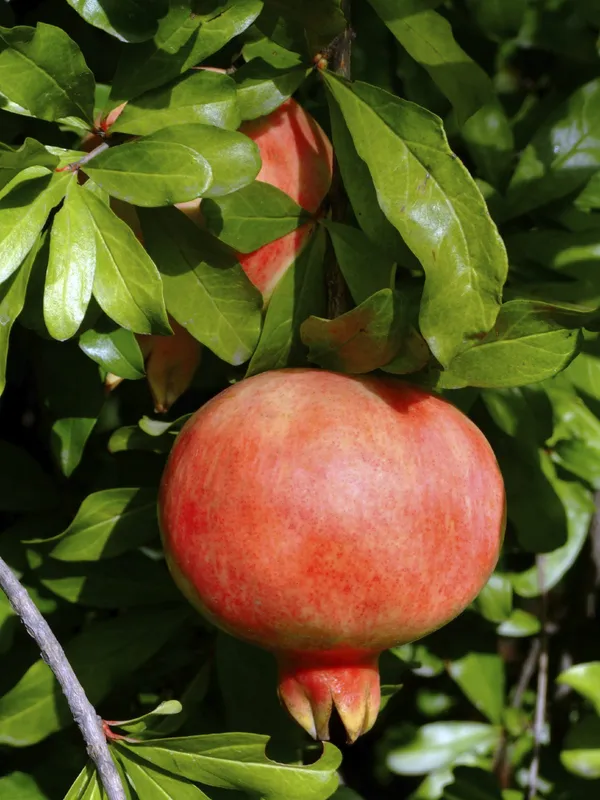 Kazake_Pomegranate_Fruit_Plant_&_Tree_(1.5-3.5_Ft_Size)_For_Gardening_(Hybrid,_Pack_Of_1)
