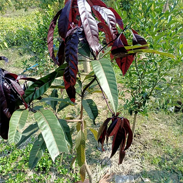 Kasturi_Mango_Fruit_Plant_Grafted_(Pack_of_1)