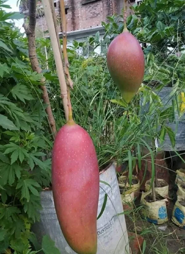 King_Of_Chakapat_Mango_Plant_(Pack_of_1)