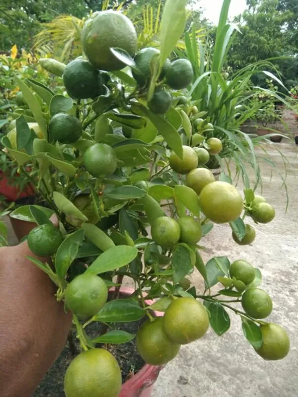 Kolkata_Pati_Lemon_(Grafted)_Fruit_Plant_&_Tree_(1.5-3.5_Ft_Hight)_For_Your_Sweet_Home_Gardening_Patti_Labu_Healthy_Fruit_Plant_With_Amazing_Fragrance_(Hybrid,_Pack_Of_1)