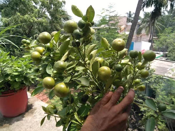 Kolkata_Pati_Lemon_(Grafted)_Fruit_Plant_&_Tree_(1.5-3.5_Ft_Hight)_For_Your_Sweet_Home_Gardening_Patti_Labu_Healthy_Fruit_Plant_With_Amazing_Fragrance_(Hybrid,_Pack_Of_1)
