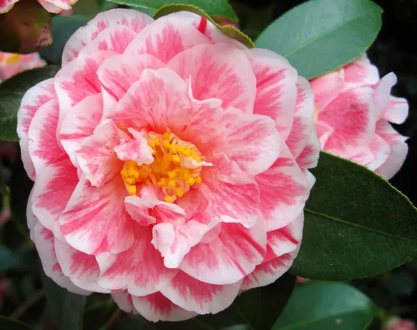 Japonica_Variety_Camellia__Flower_Plant_&_Tree_(Grafted)_For_Shrub/Bush/Home_Gardening_(Pack_Of_1)
