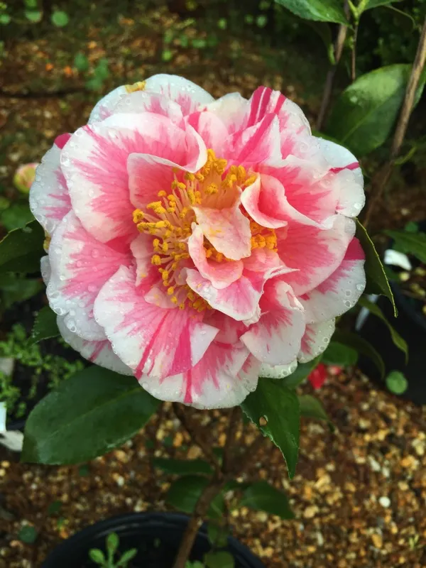 Japonica_Variety_Camellia__Flower_Plant_&_Tree_(Grafted)_For_Shrub/Bush/Home_Gardening_(Pack_Of_1)