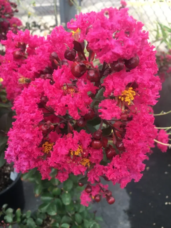 Lagerstroemia_Furush_Pink_Flowering__Plant_&_Tree_For_Home_Gardening_(Pack_Of_1)