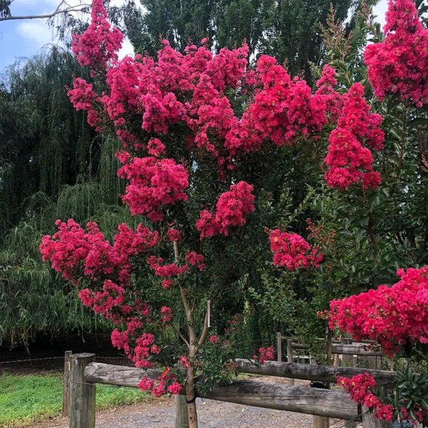 Lagerstroemia_Furush_Pink_Flowering__Plant_&_Tree_For_Home_Gardening_(Pack_Of_1)