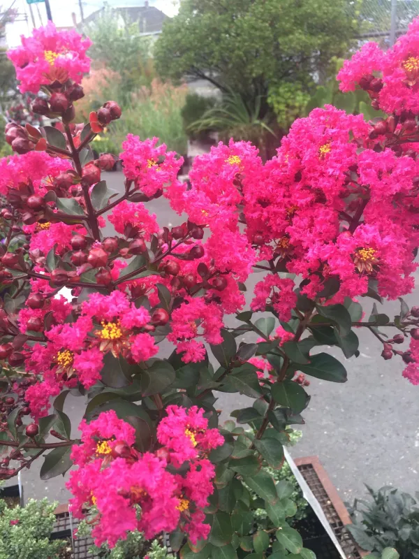 Lagerstroemia_Furush_Pink_Flowering__Plant_&_Tree_For_Home_Gardening_(Pack_Of_1)