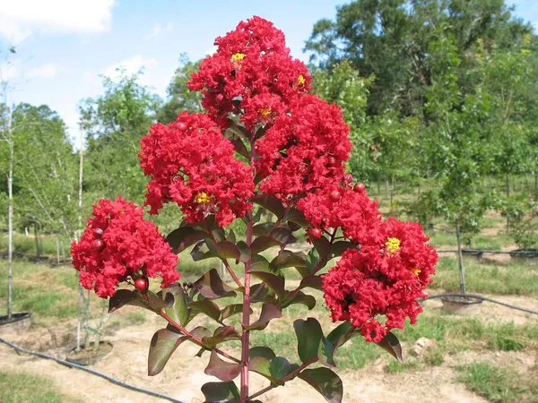 Lagerstroemia_Furush_Red_Flowering_Plant_&_Tree_For_Home_Gardening_(Pack_Of_1)