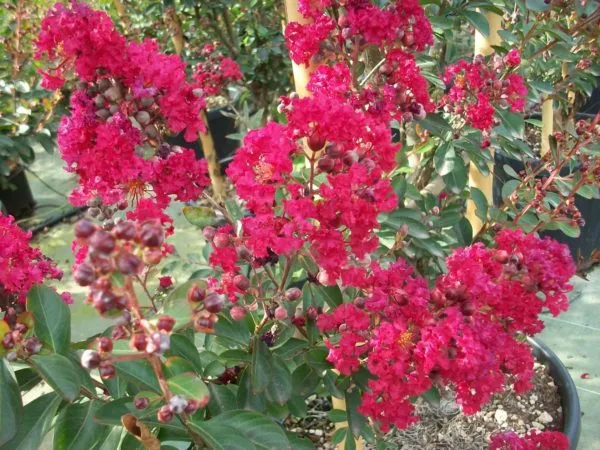 Lagerstroemia_Furush_Red_Flowering_Plant_&_Tree_For_Home_Gardening_(Pack_Of_1)