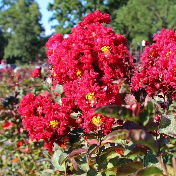 Lagerstroemia_Furush_Red_Flowering_Plant_&_Tree_For_Home_Gardening_(Pack_Of_1)