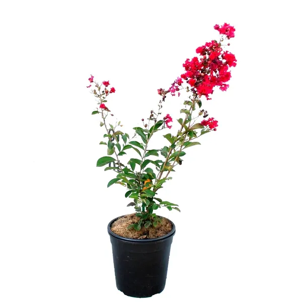 Lagerstroemia_Furush_Red_Flowering_Plant_&_Tree_For_Home_Gardening_(Pack_Of_1)