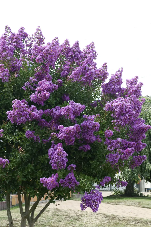 Lagerstroemia_Furush_Violet_Flowering__Plant_&_Tree_For_Shrub/Home_Gardening_(Pack_Of_1)