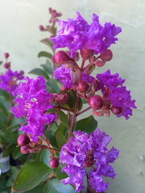 Lagerstroemia_Furush_Violet_Flowering__Plant_&_Tree_For_Shrub/Home_Gardening_(Pack_Of_1)