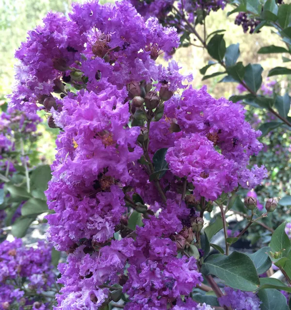 Lagerstroemia_Furush_Violet_Flowering__Plant_&_Tree_For_Shrub/Home_Gardening_(Pack_Of_1)