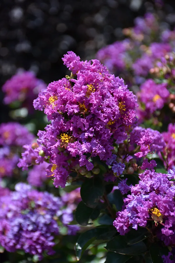 Lagerstroemia_Furush_Violet_Flowering__Plant_&_Tree_For_Shrub/Home_Gardening_(Pack_Of_1)