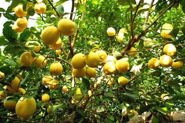 Lemon_(Dwarf_Variety)_Fruit_Plant_&_Tree_For_Your_Sweet_Home_Gardening_(Hybrid,_Pack_Of_1)
