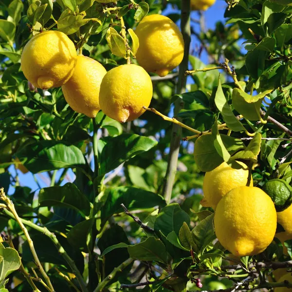 Lemon_(Dwarf_Variety)_Fruit_Plant_&_Tree_For_Your_Sweet_Home_Gardening_(Hybrid,_Pack_Of_1)