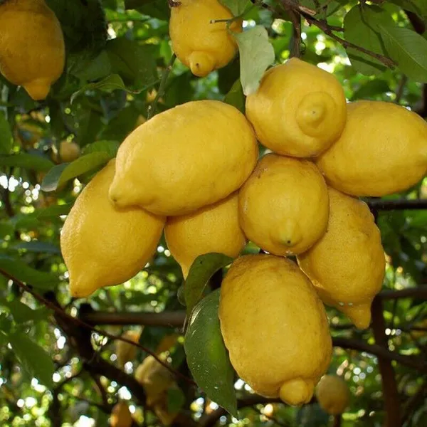 Lemon_(Dwarf_Variety)_Fruit_Plant_&_Tree_For_Your_Sweet_Home_Gardening_(Hybrid,_Pack_Of_1)