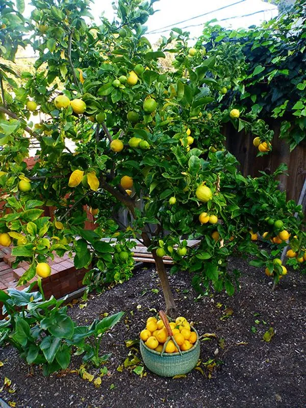 Lemon_(Dwarf_Variety)_Fruit_Plant_&_Tree_For_Your_Sweet_Home_Gardening_(Hybrid,_Pack_Of_1)