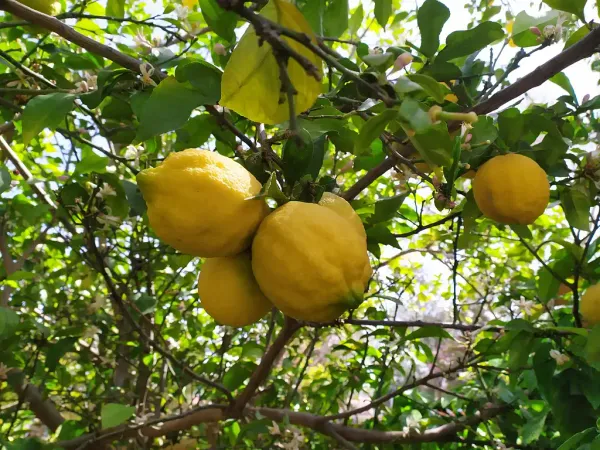Lemon_(Dwarf_Variety)_Fruit_Plant_&_Tree_For_Your_Sweet_Home_Gardening_(Hybrid,_Pack_Of_1)