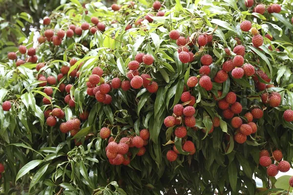 Litchi_(Bombai)_Hybrid_Plant_(Pack_of_1)