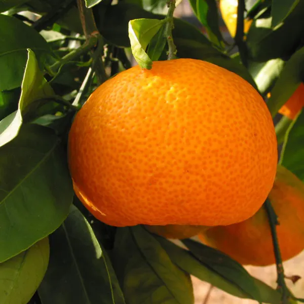 Orange_Kinnow_Mandarin_(Grafted)_-_Fruit_Plants_&_Tree_(PACK_OF_1)_Healthy_Orange_Fruit_Plant