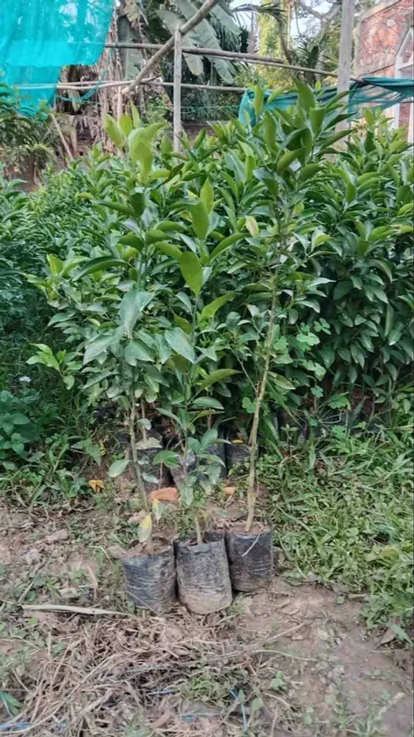 Orange_Kinnow_Mandarin_(Grafted)_-_Fruit_Plants_&_Tree_(PACK_OF_1)_Healthy_Orange_Fruit_Plant